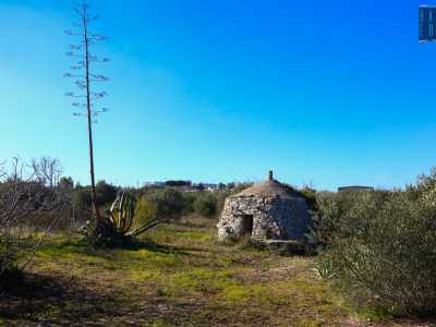 Riprendiamo il nostro percorso e intravediamo su una piccola radura un�altissima pianta di aloe alla quale si affianca uno dei tanti pagliai che popolano il luogo...